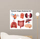 Anatomy Wall Stickers Wall Decal