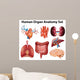 Anatomy Wall Stickers Wall Decal