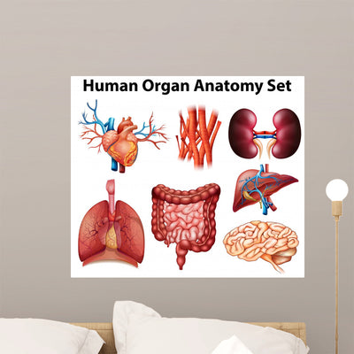 Anatomy Wall Stickers Wall Decal shown on a wall