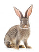 Brown Rabbit Wall Decal