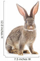 Brown Rabbit Wall Decal