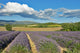 Provence Wall Decal