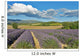 Provence Wall Decal