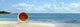 Tropical Red Bulles 3 Wall Decal