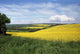 Rape Fields Wall Decal