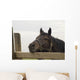 Sad Horse Portrait Wall Decal