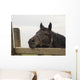 Sad Horse Portrait Wall Decal