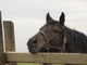 Sad Horse Portrait Wall Decal