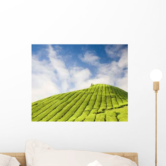 Tea Plantation Cameron Highland Wall Decal
