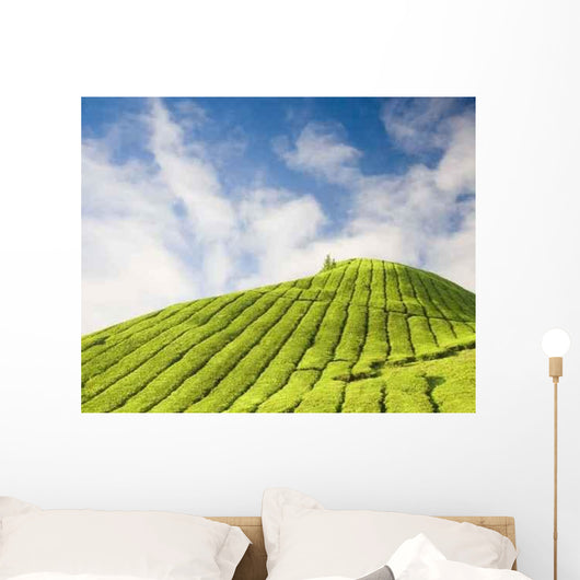 Tea Plantation Cameron Highland Wall Decal