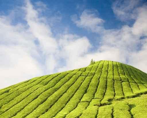Tea Plantation Cameron Highland Wall Decal