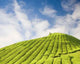 Tea Plantation Cameron Highland Wall Decal