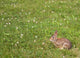 Wild Bunny Rabbit Wall Decal