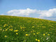 Spring Meadow Wall Decal