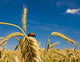 Wheat Field under Blue Wall Decal