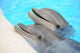 Dolphin Wall Decal