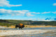 Bison Walking Geyser Yellowstone Wall Decal