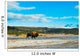 Bison Walking Geyser Yellowstone Wall Decal