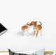 Two Puppies Chihuahua Studio Wall Decal