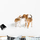 Two Puppies Chihuahua Studio Wall Decal