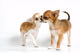 Two Puppies Chihuahua Studio Wall Decal