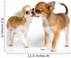 Two Puppies Chihuahua Studio Wall Decal