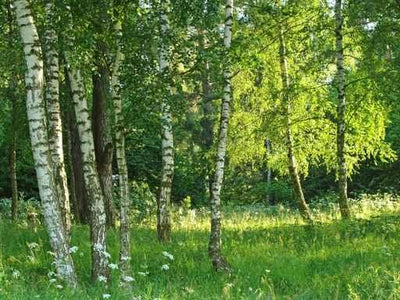 Birch Grove Wall Decal
