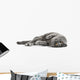 Cat Cats Kitty Wall Decal