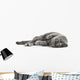 Cat Cats Kitty Wall Decal