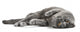 Cat Cats Kitty Wall Decal