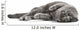 Cat Cats Kitty Wall Decal