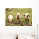 Three Piglets Wall Decal