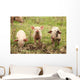 Three Piglets Wall Decal