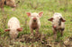 Three Piglets Wall Decal