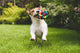 Jack Russell Running with Wall Decal
