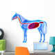 Horse Digestive System Horse Wall Decal