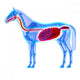 Horse Digestive System Horse Wall Decal