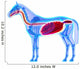 Horse Digestive System Horse Wall Decal
