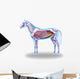 Horse Anatomy Internal Anatomy Wall Decal