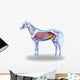 Horse Anatomy Internal Anatomy Wall Decal