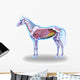 Horse Anatomy Internal Anatomy Wall Decal