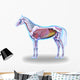 Horse Anatomy Internal Anatomy Wall Decal