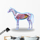 Horse Anatomy Internal Anatomy Wall Decal