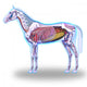 Horse Anatomy Internal Anatomy Wall Decal