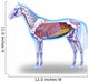 Horse Anatomy Internal Anatomy Wall Decal
