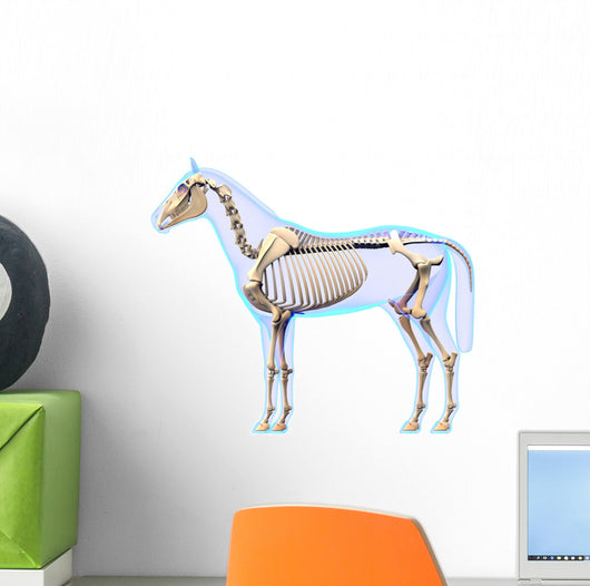 Horse Skeleton Side Horse Wall Decal