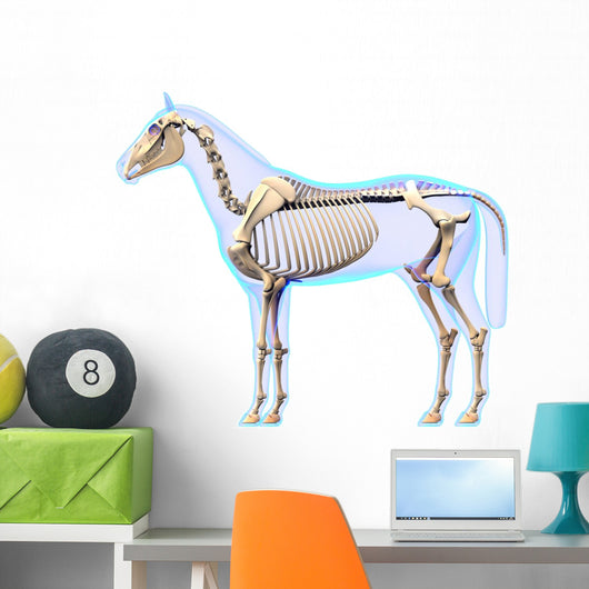 Horse Skeleton Side Horse Wall Decal