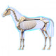 Horse Skeleton Side Horse Wall Decal