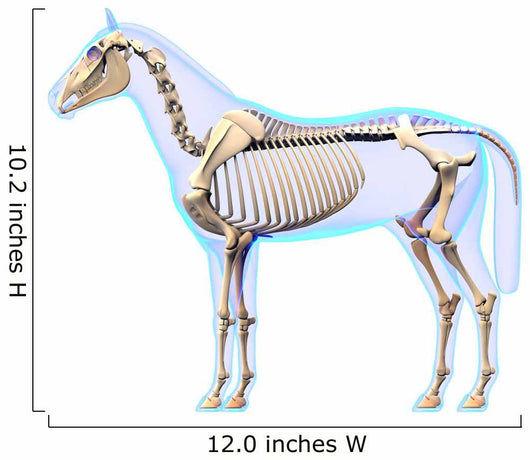 Horse Skeleton Side Horse Wall Decal