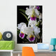 Cattleya Orchid Wall Decal